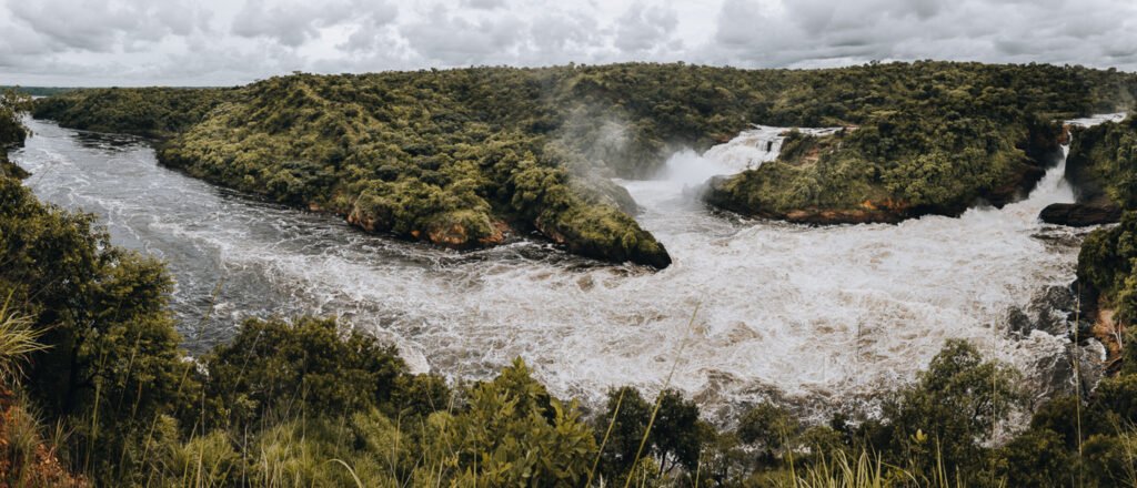 Murchison-Falls-Chimpanzee