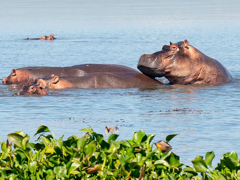 Wildlife-in-Murchison-Falls