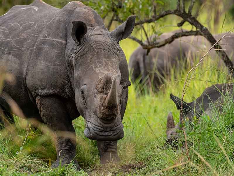 ziwa-rhino-tracking