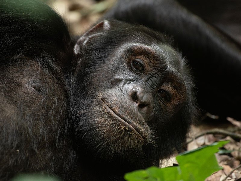 Budongo-Chimpanzee-Tracking