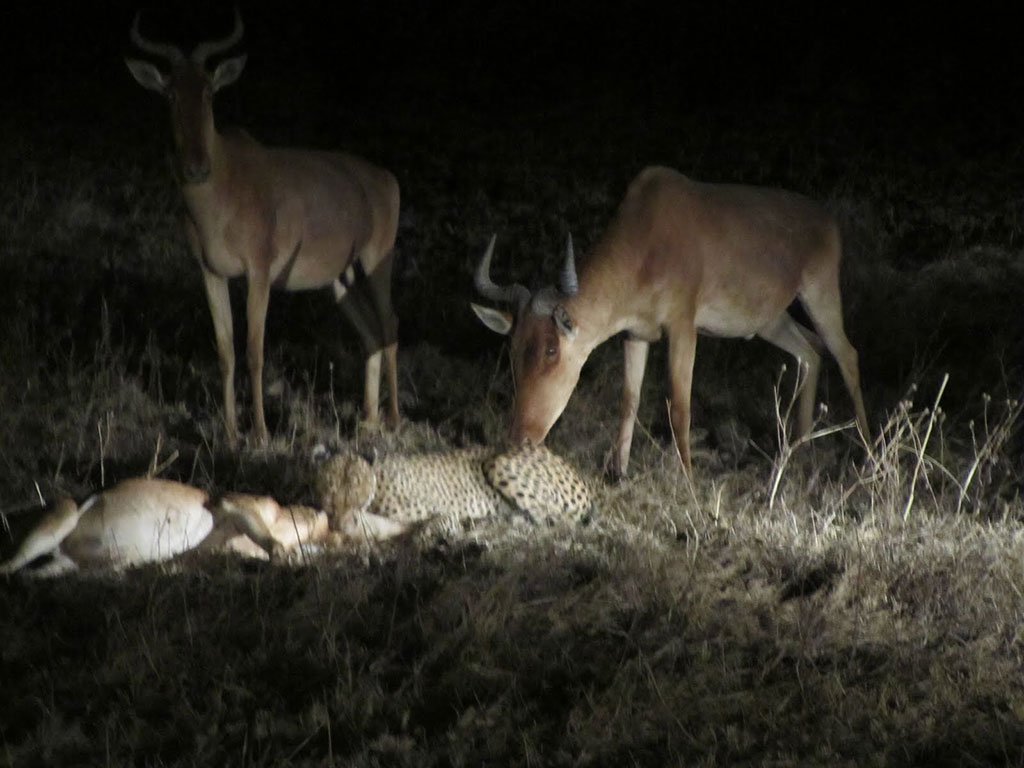 Night Game-Drive-in-Murchison-Falls