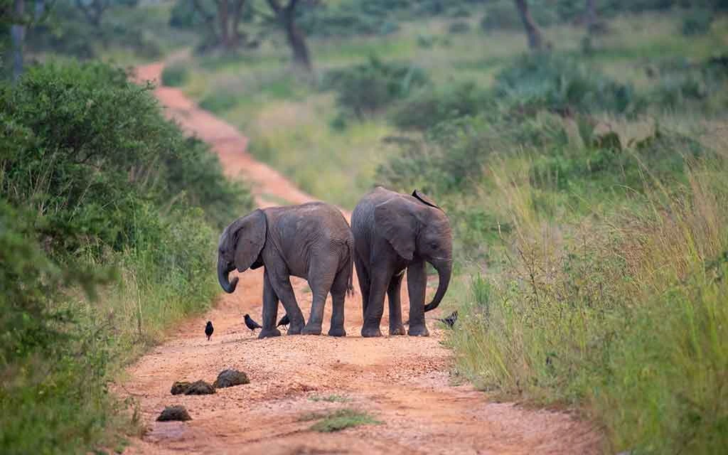 Murchison-Falls-Safari