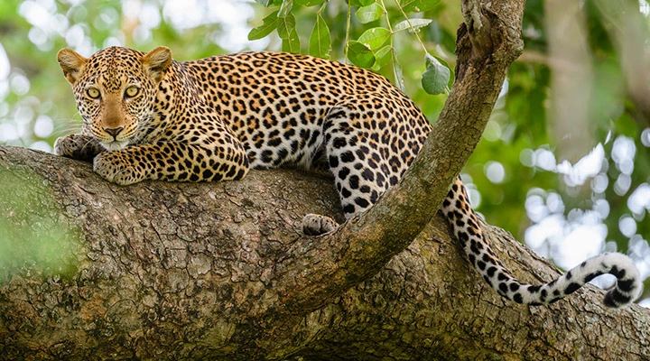 Leopard-tracking-in-Murchison