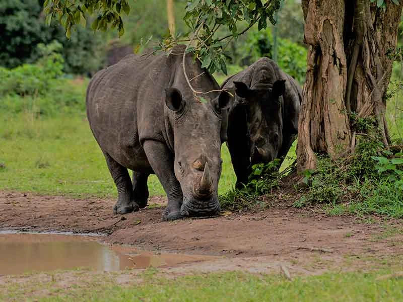 Rhino-Tracking