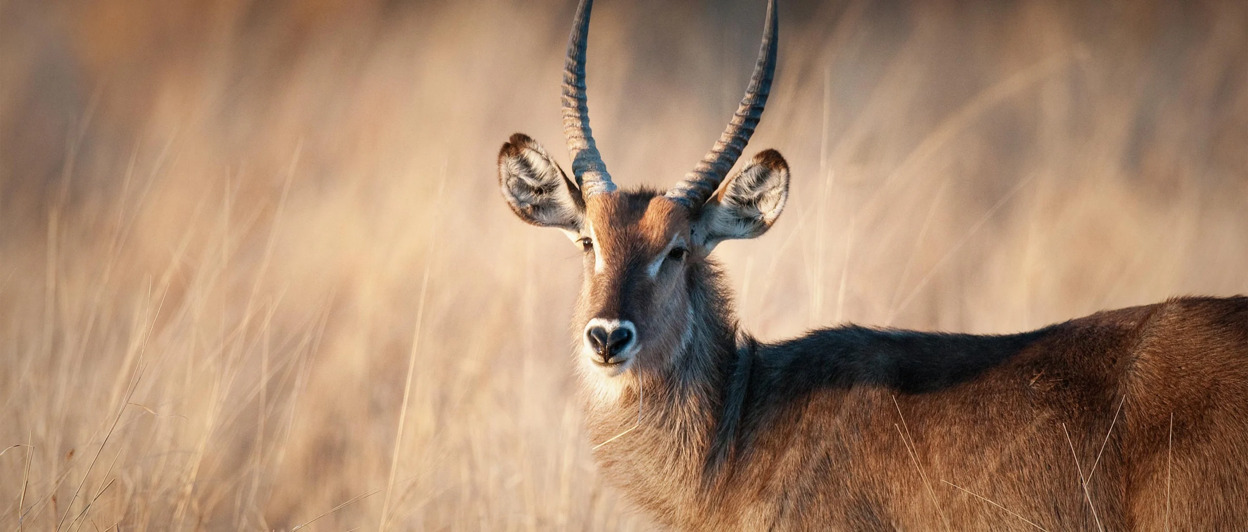 Facts-About-Waterbucks