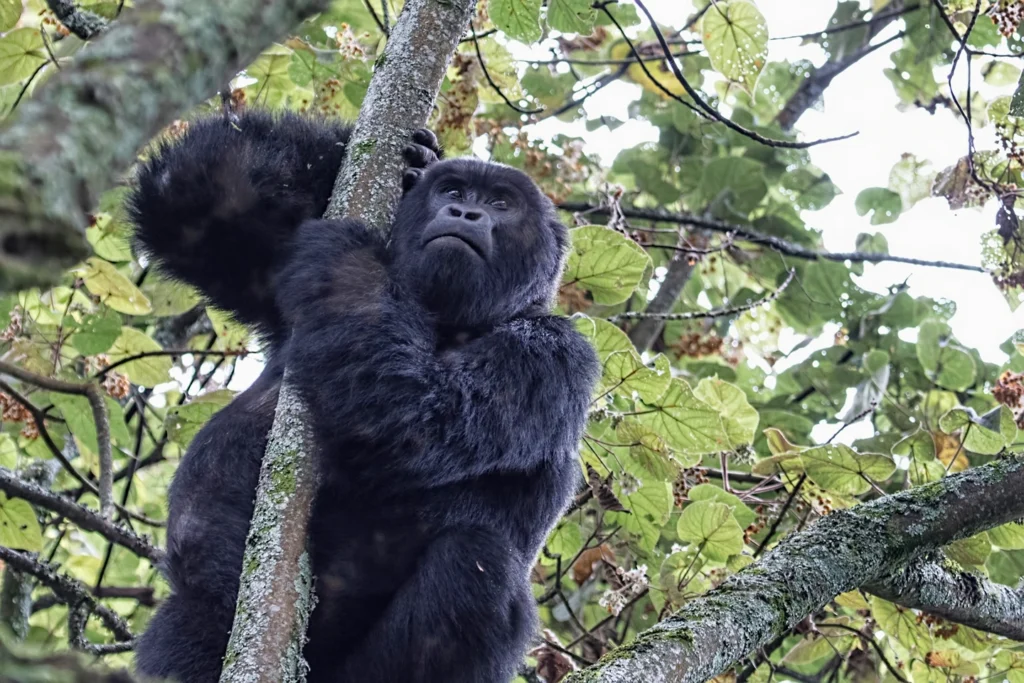 combining-gorilla-trekking-with-chimpanzee-tour