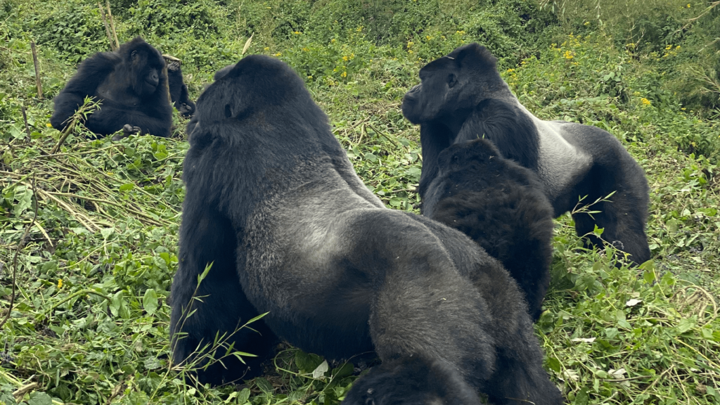 how-is-gorilla-habituation-in-uganda