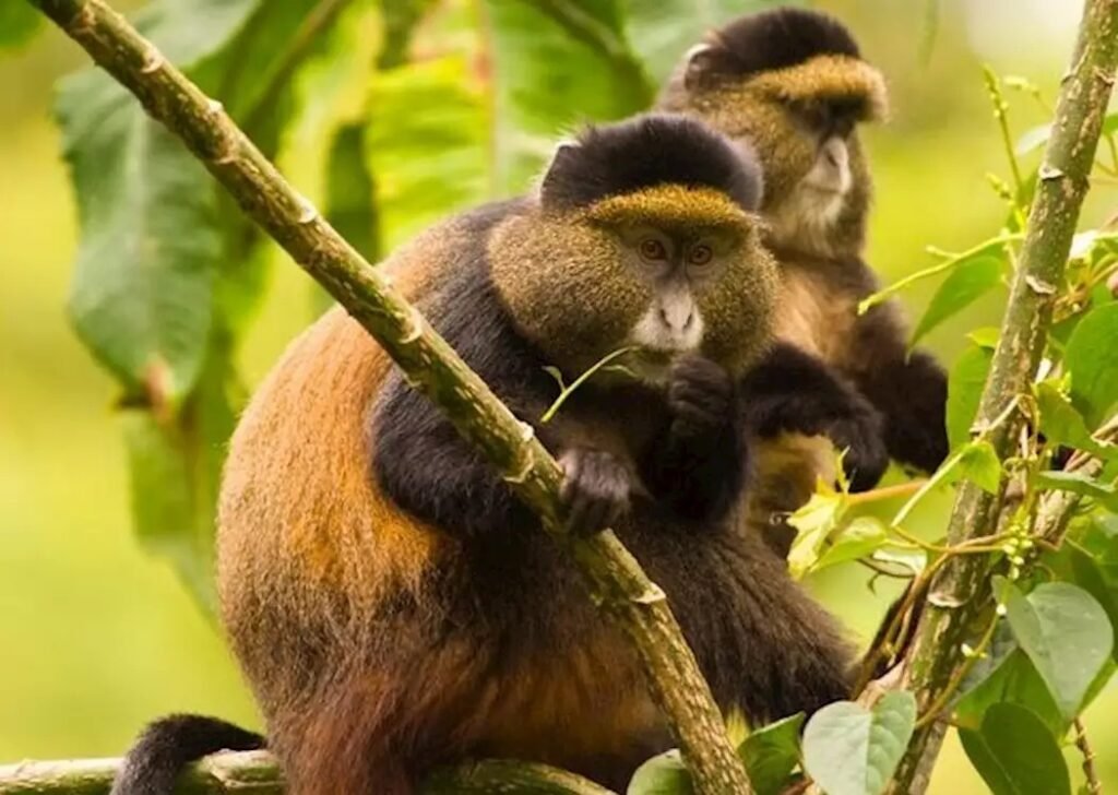 where-do-to-golden-monkey-tracking-in-uganda