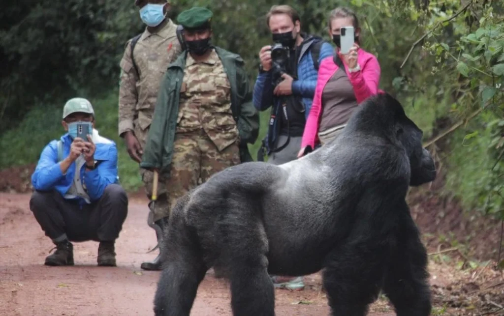 how-long-does-gorilla-trekking-take-in-uganda