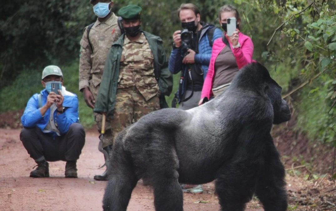 how-long-does-gorilla-trekking-take-in-uganda