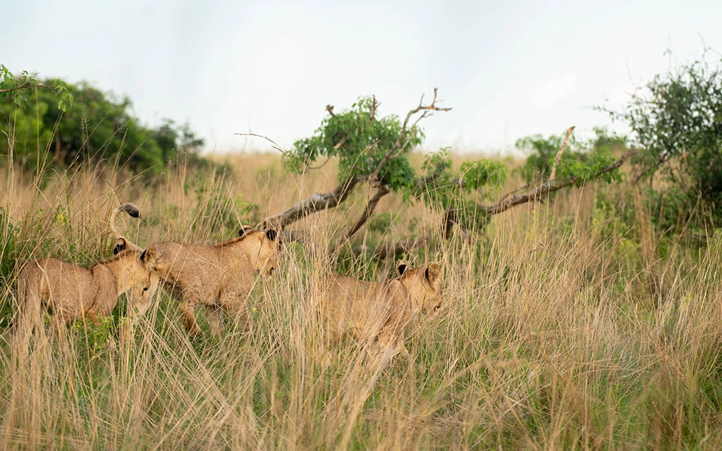 Uganda wildlife and Gorilla Safari. Uganda is one of the most captivating safari destinations in East Africa.