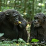 combining-chimpanzee-tracking-with-gorilla-trekking-in-uganda