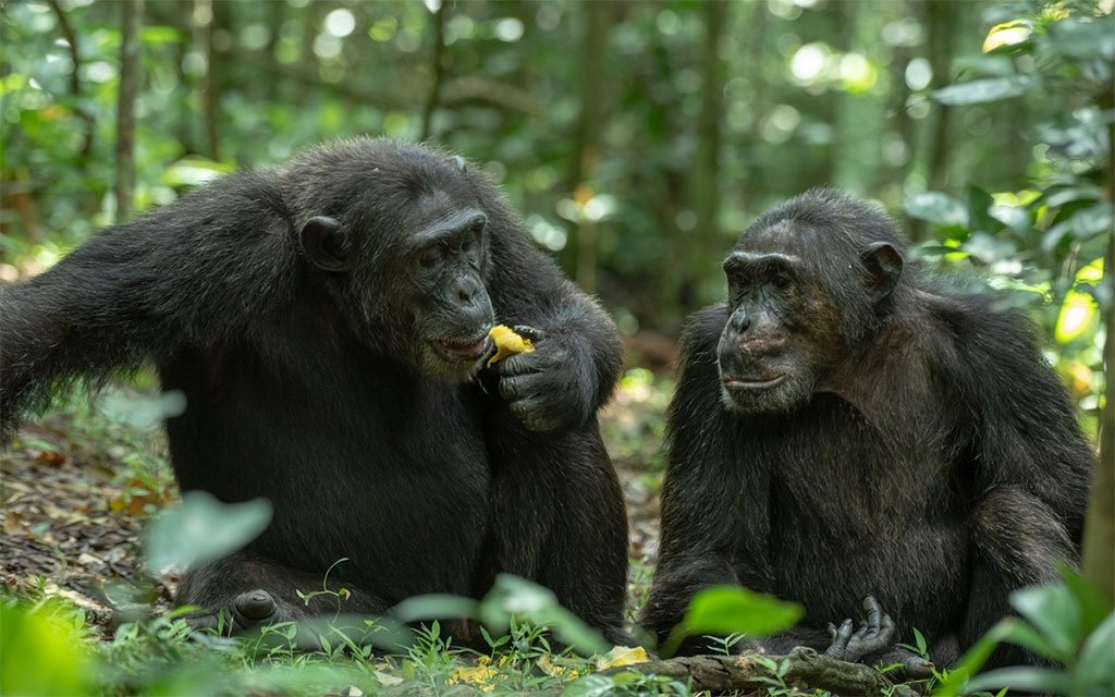combining-chimpanzee-tracking-with-gorilla-trekking-in-uganda