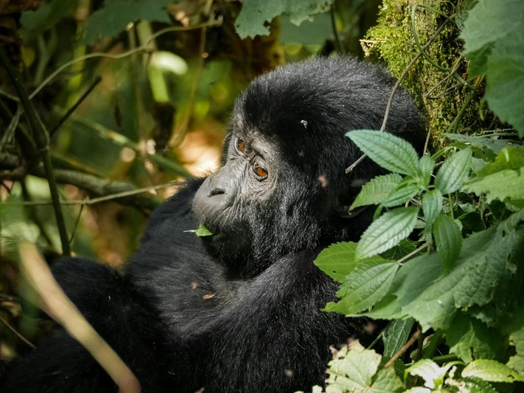 gorilla-trekking-i-bwindi-vs-mgahinga-national-park