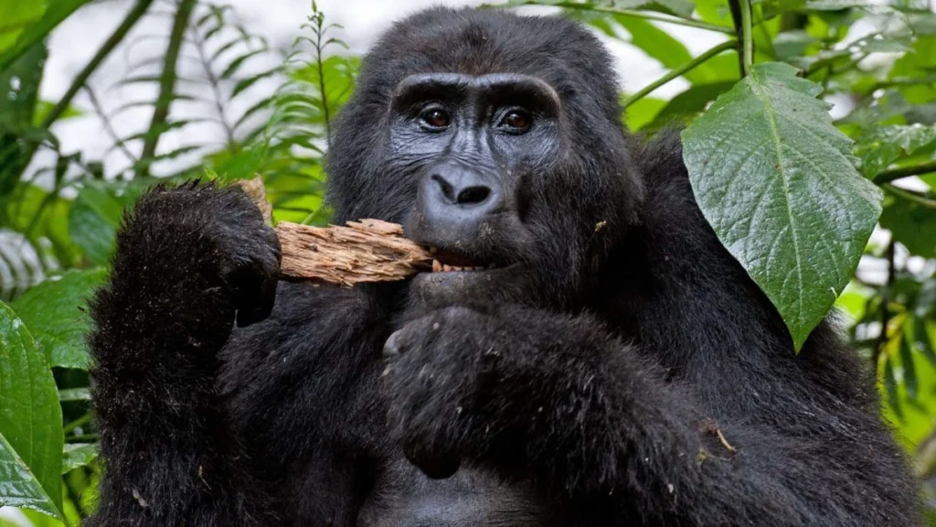 double-gorilla-trekking-in-uganda