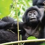 luxury-gorilla-trekking-in-uganda
