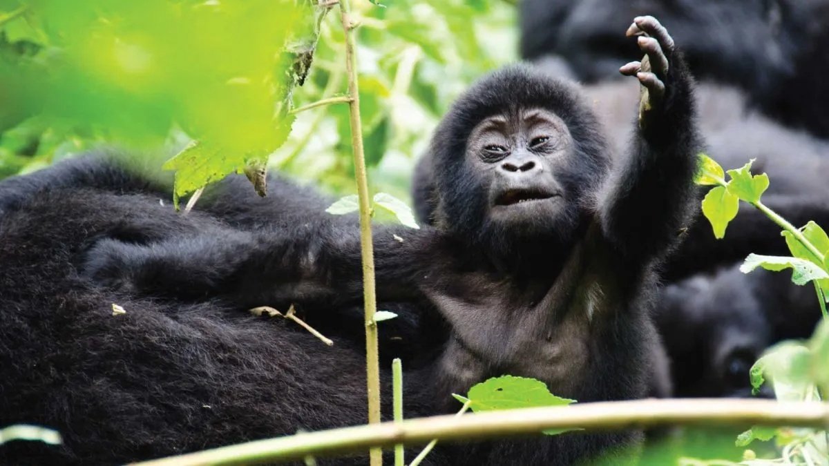 luxury-gorilla-trekking-in-uganda