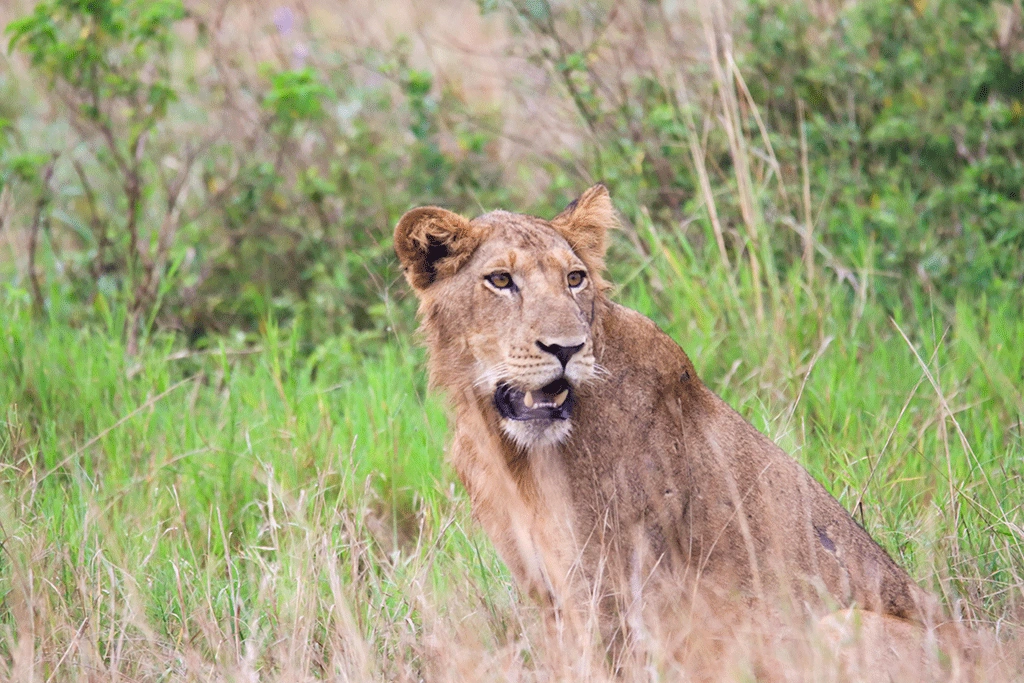 combining-gorilla-trekking-with-lions-on-uganda-safari