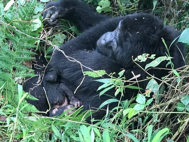 mgahinga-welcomes-a-new-baby-gorilla