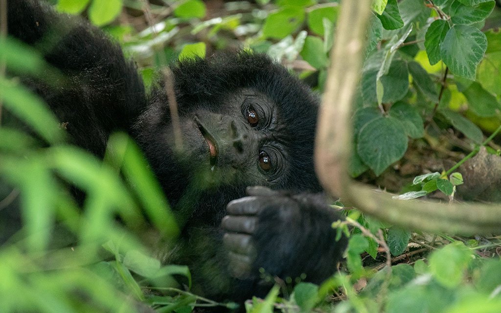 how-easy-is-gorilla-trekking-in-uganda