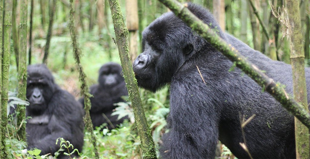best-gorilla-trekking-destination