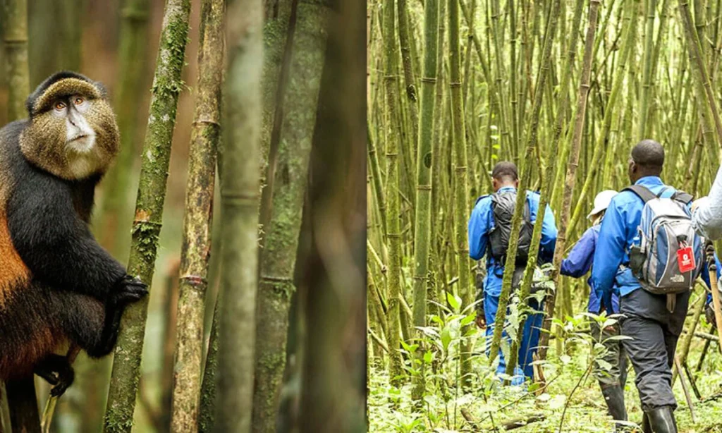 best-uganda-safaris-in-uganda-2026-2027