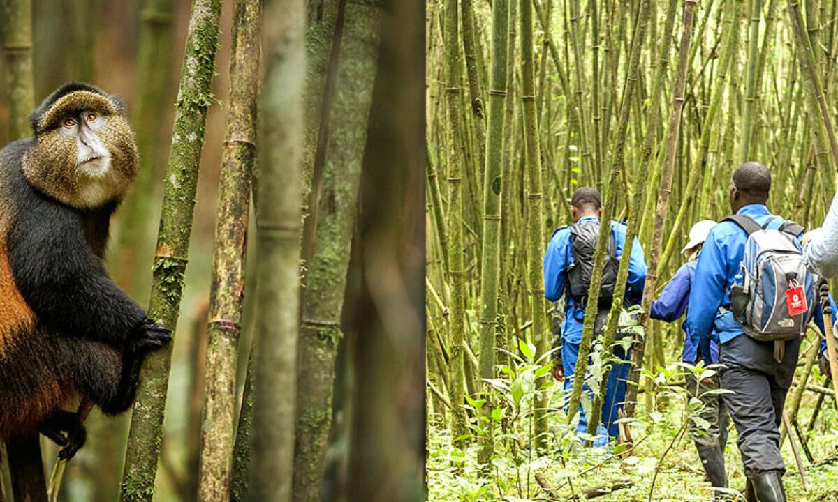 best-uganda-safaris-in-uganda-2026-2027