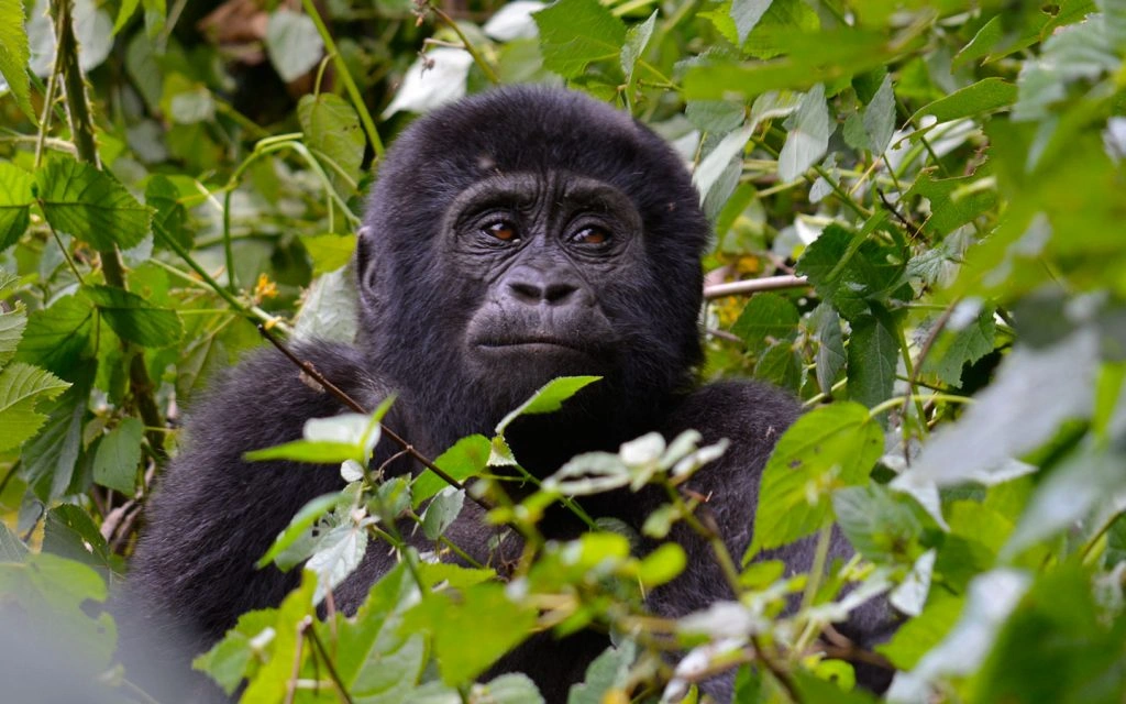 combining-gorilla-trekking-with-chimpanzee-in-uganda
