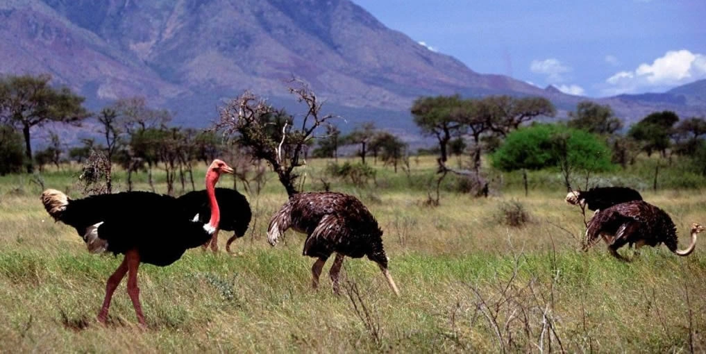 tourist-attractions-in-northern-uganda