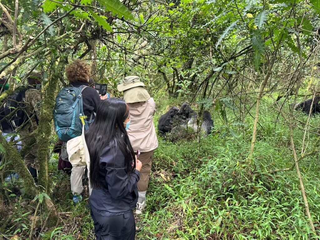 gorilla-tracking-group-trips-in-uganda