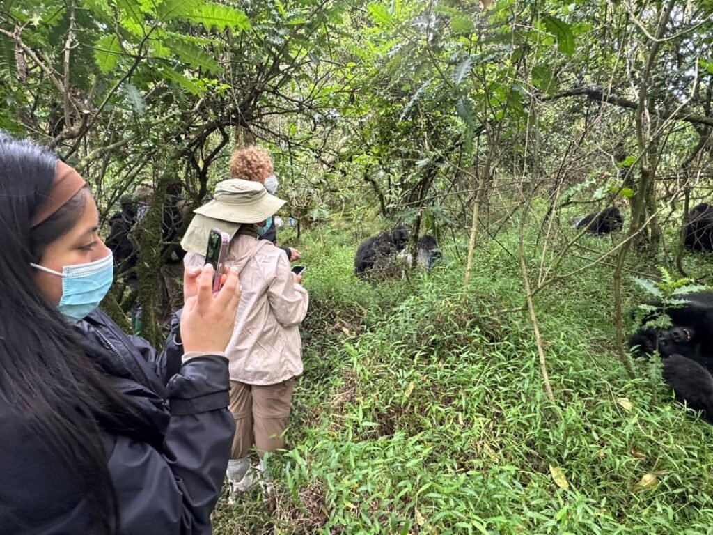 comparing-bwindi-and-mgahinga-gorilla-trekking