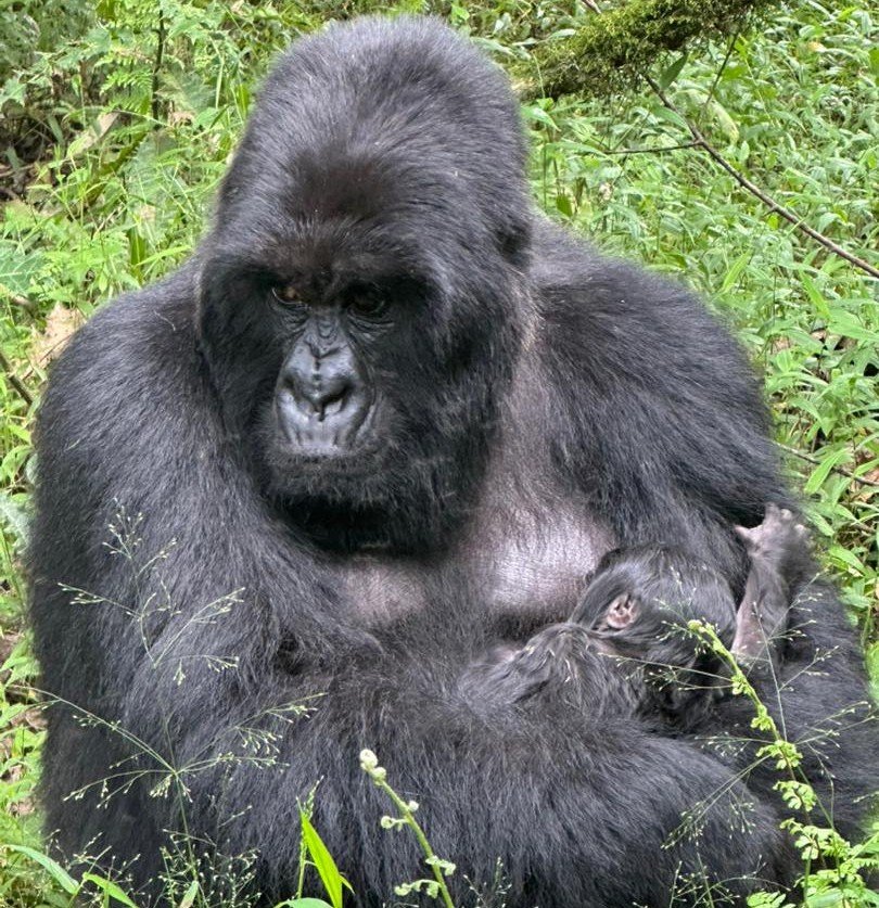 one-day-gorilla-tour-in-uganda