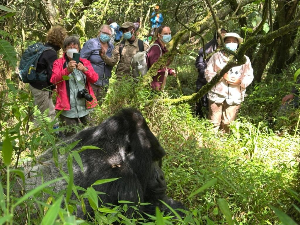 how-many-days-do-i-need-to-do-gorilla-safari-in-uganda