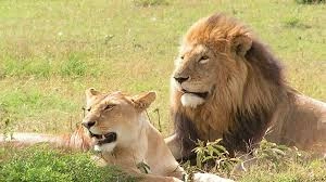 chances-of-seeing-the-lions-and-leopards-on-uganda-safari