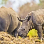 Where to see Rhinos in Uganda