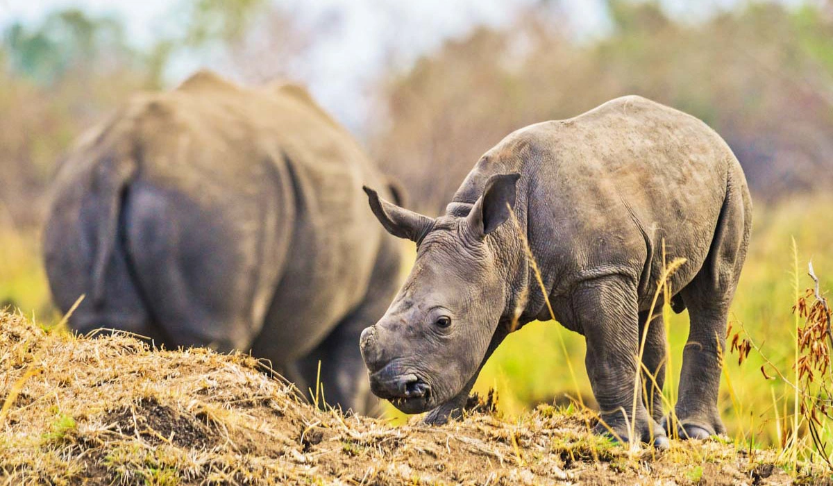 Where to see Rhinos in Uganda