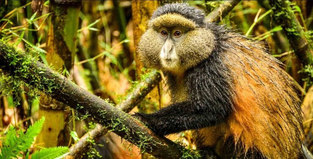 Golden Monkey Trekking Rwanda: In various parks throughout Rwanda, there is a wide variety of wildlife and a home to mountain gorillas