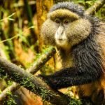 Golden Monkey Trekking Rwanda: In various parks throughout Rwanda, there is a wide variety of wildlife and a home to mountain gorillas