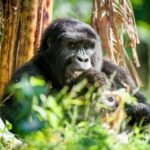 Low-cost Safaris to Bwindi