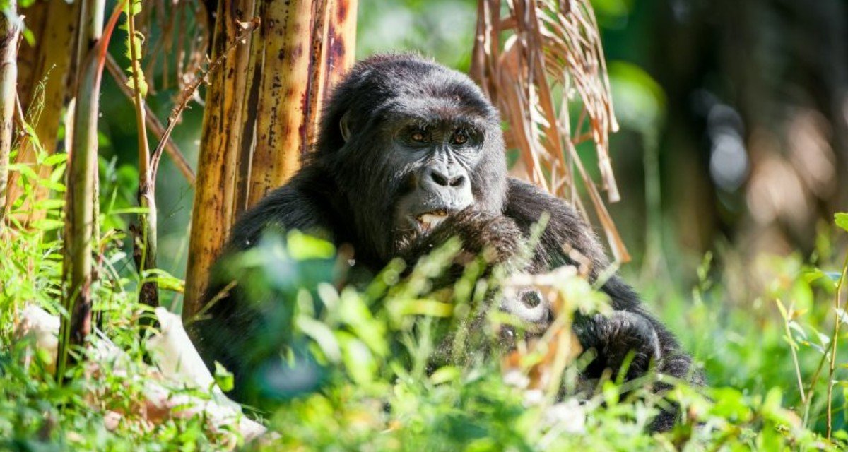 Low-cost Safaris to Bwindi