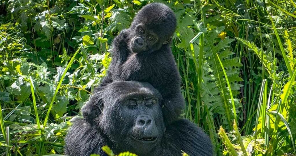 Why Is Double Gorilla Trekking Better Than Gorilla Habituation