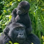 Why Is Double Gorilla Trekking Better Than Gorilla Habituation