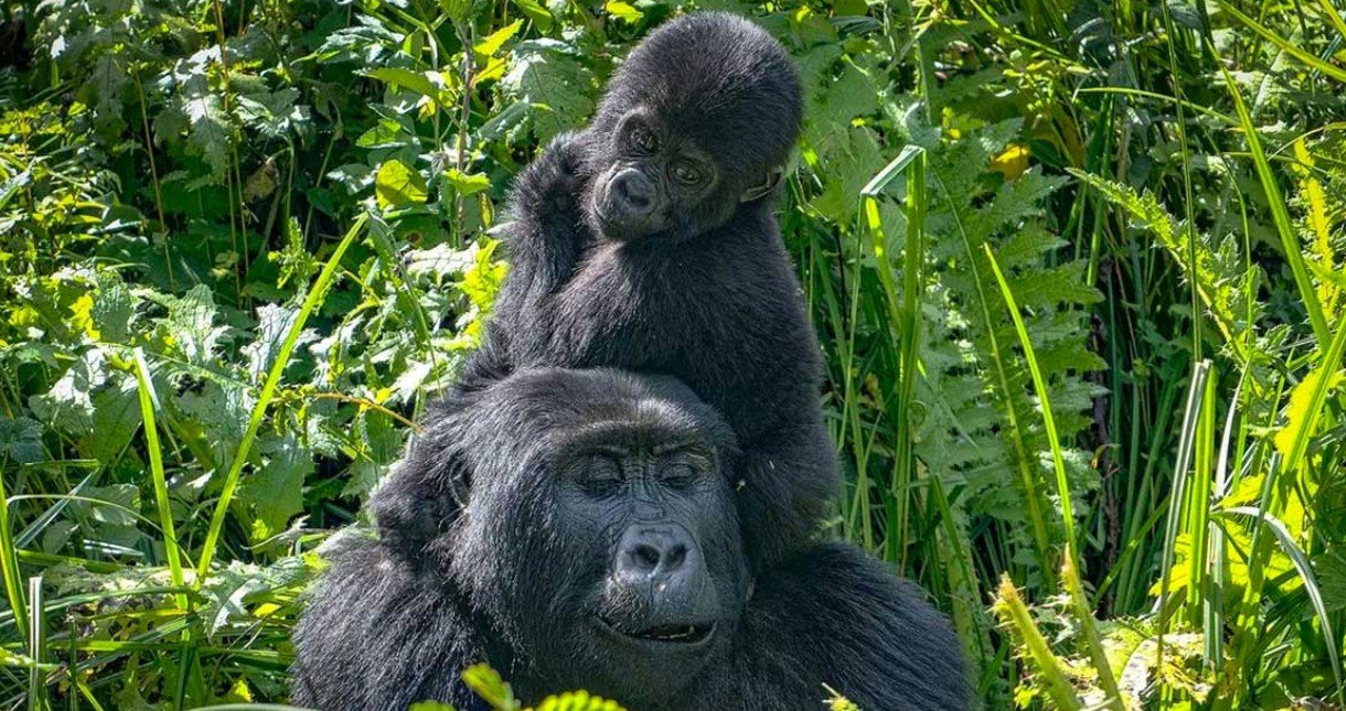 Why Is Double Gorilla Trekking Better Than Gorilla Habituation