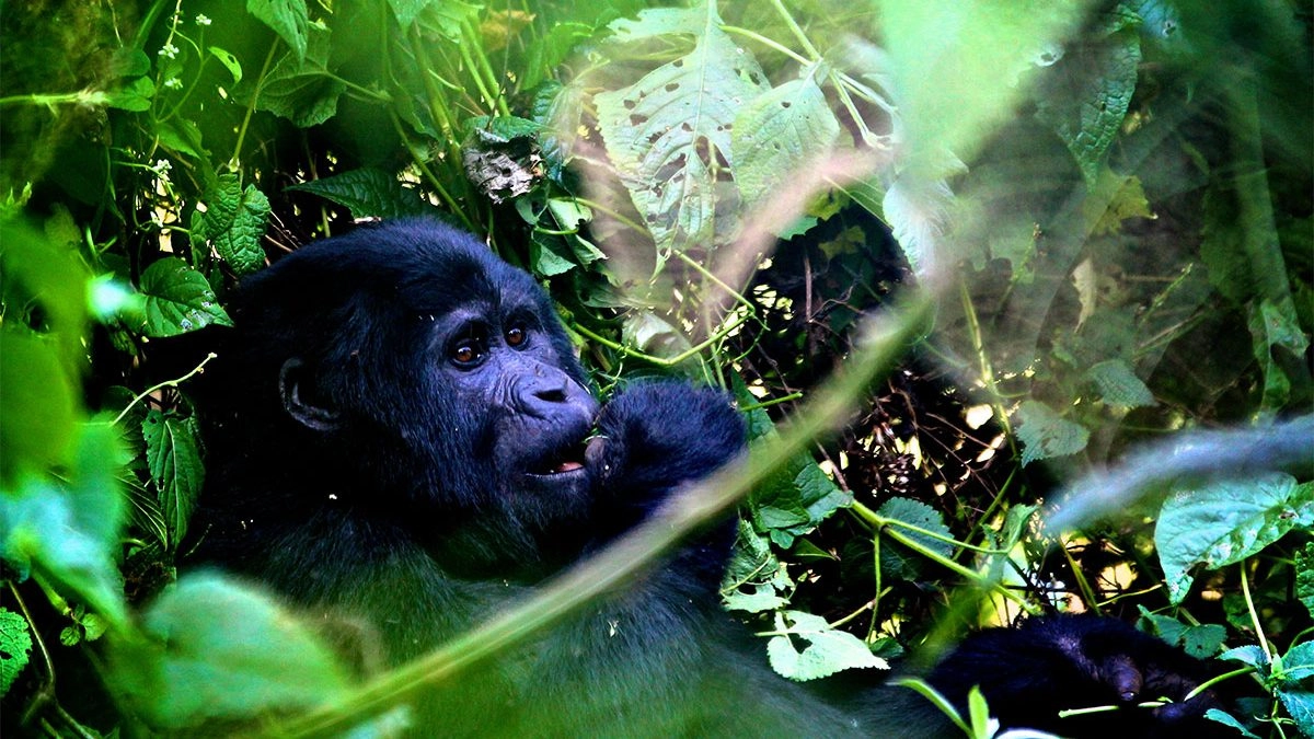 how-much-is-a-gorilla-tour-in-rwanda