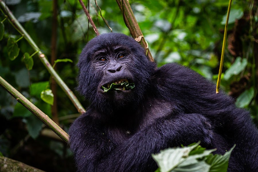 how-to-book-a-gorilla-tour-in-uganda
