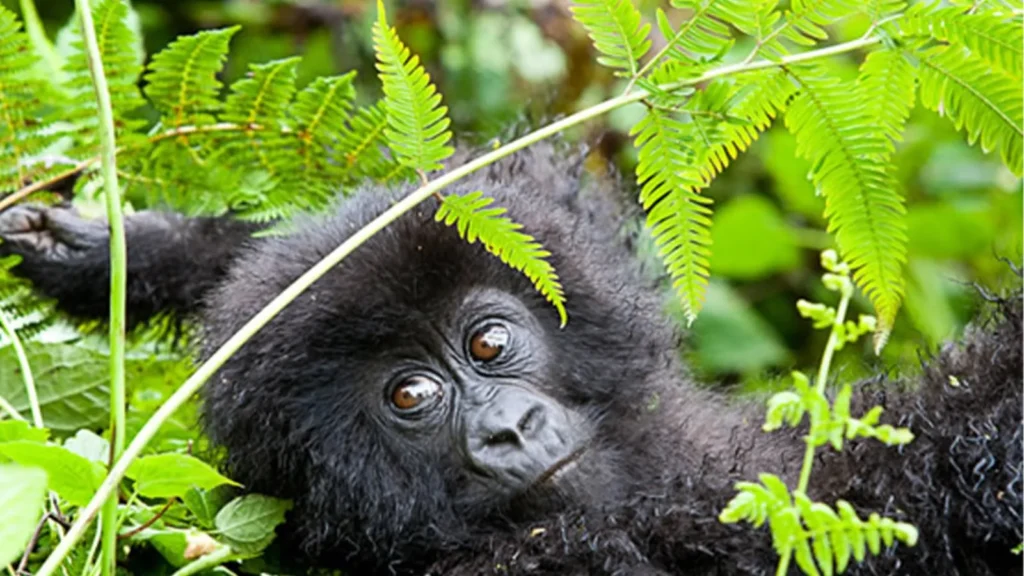 gorilla-and-hiking-trip-in-uganda