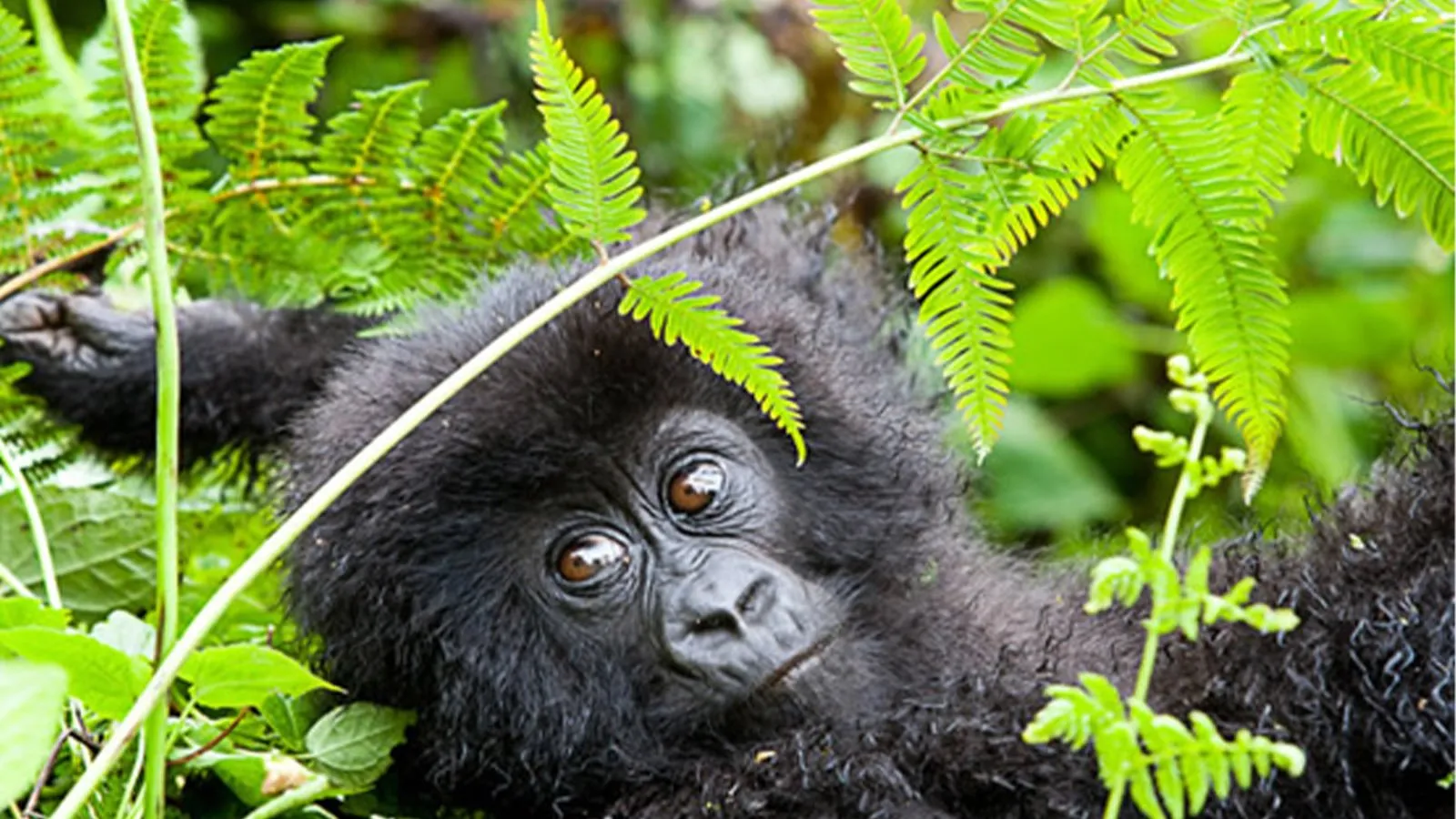 gorilla-and-hiking-trip-in-uganda