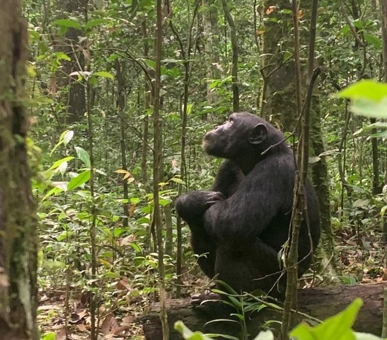 chimps-tracking-in-kibale-vs-kyambura