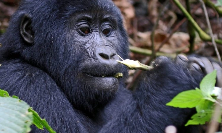 chimps-and-gorillas-combination