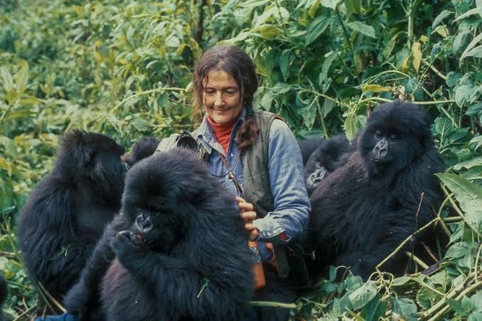 best-gorilla-trekking-safaris-in-rwanda